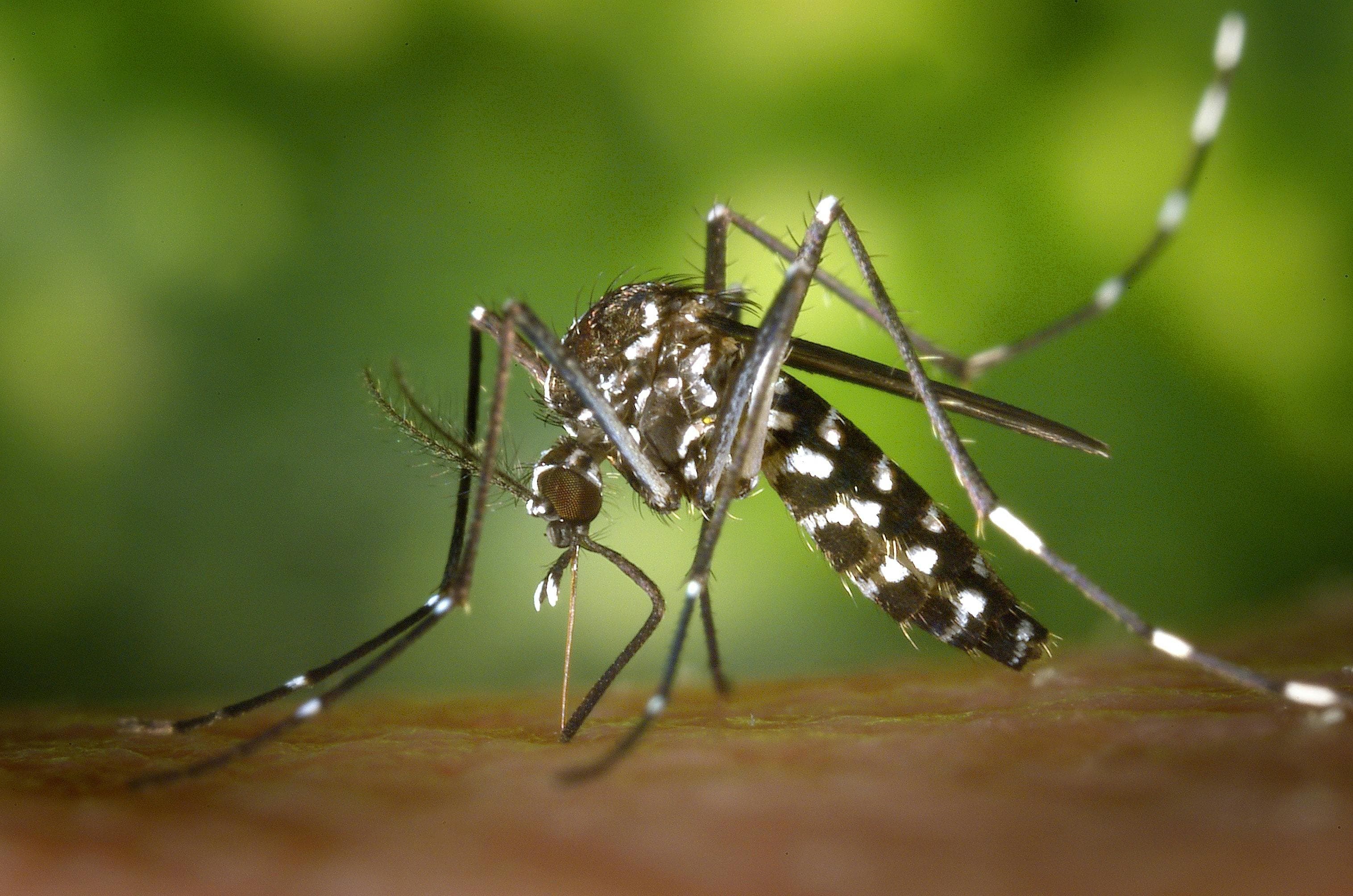 Mosquito Master