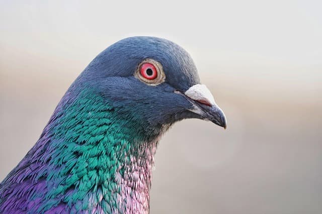 Pigeon Master