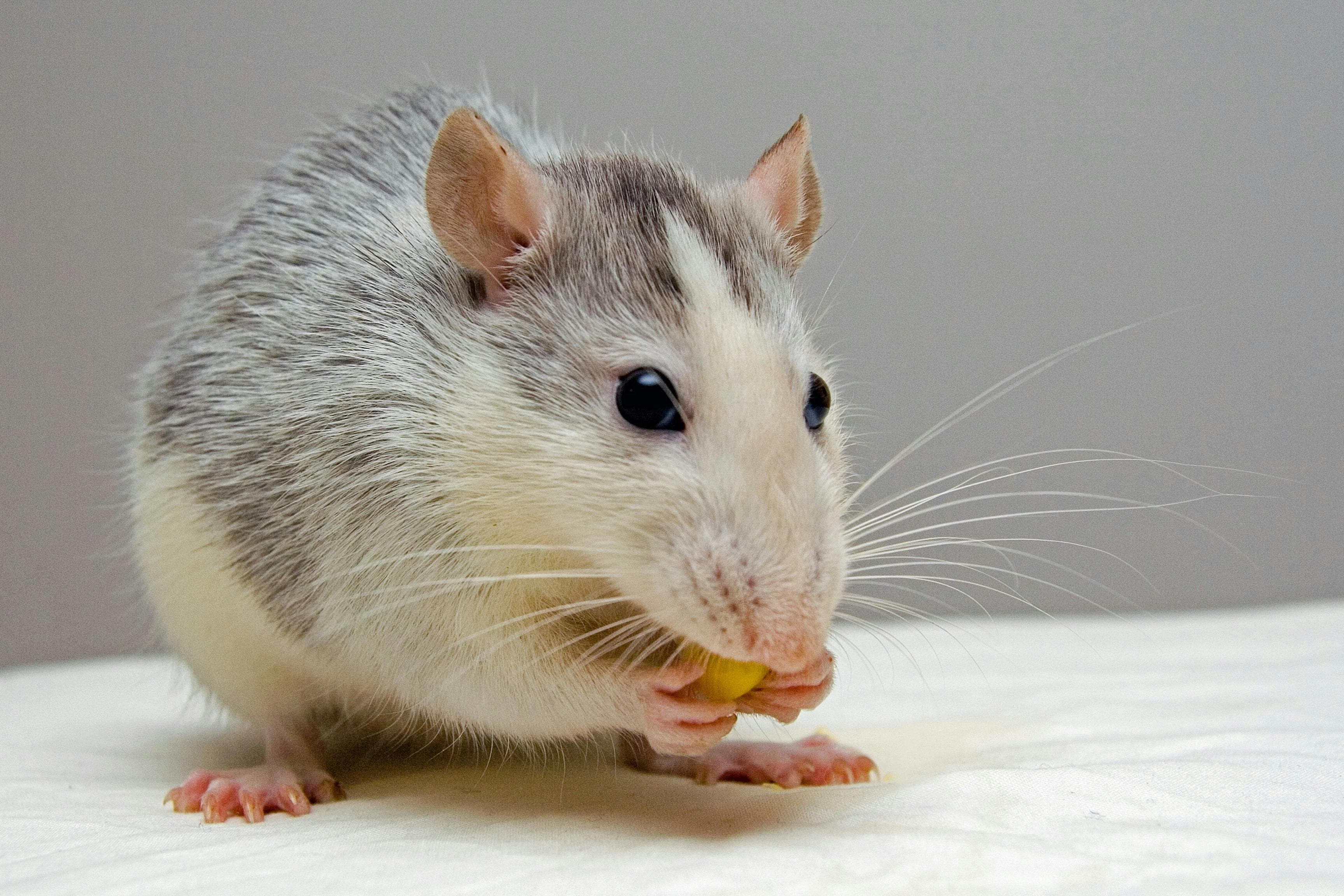 Rodent Master