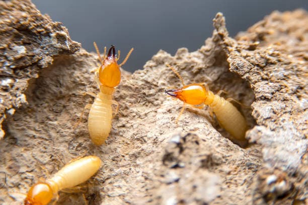 Termites Master